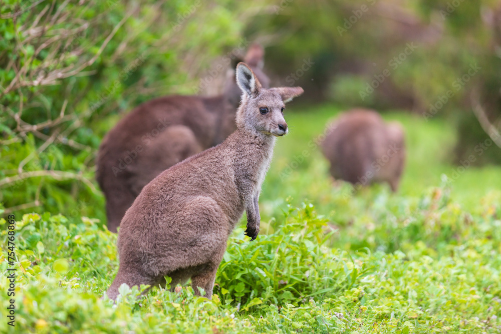 Grazing Kangaroos in the Verdant Australian Meadows, Tower Hill Wildlife Reserve, Australia Grazing Kangaroos in the Verdant Australian Meadows, Tower Hill Wildlife Reserve, Australia