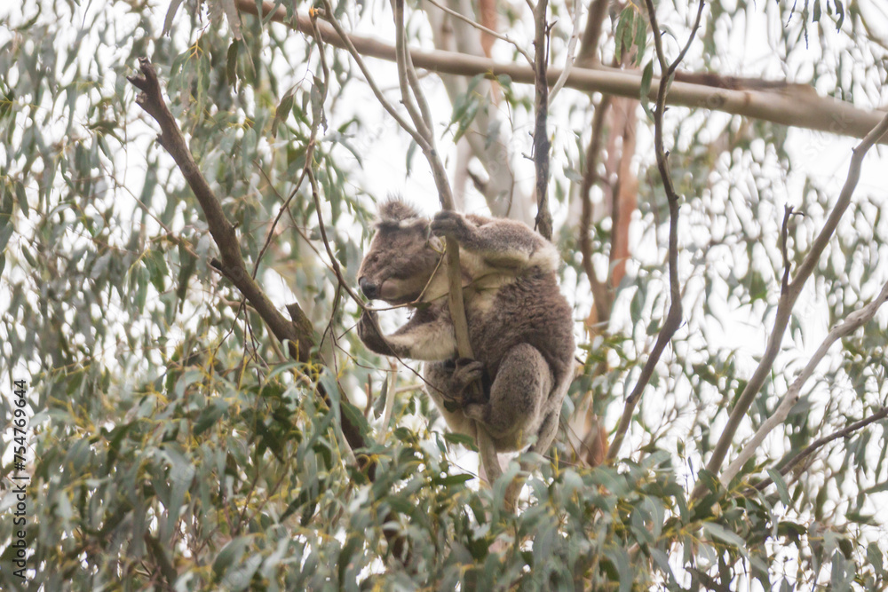 Fototapeta premium Serene Koala’s Morning in the Eucalyptus Sanctuary, Tower Hill Wildlife Reserve, Australia