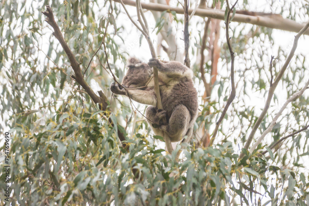 Fototapeta premium Serene Koala’s Morning in the Eucalyptus Sanctuary, Tower Hill Wildlife Reserve, Australia