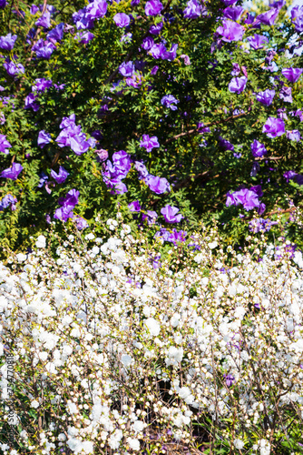 Purple and White  Vibrant Symphony of Blooms in Sunlit Garden