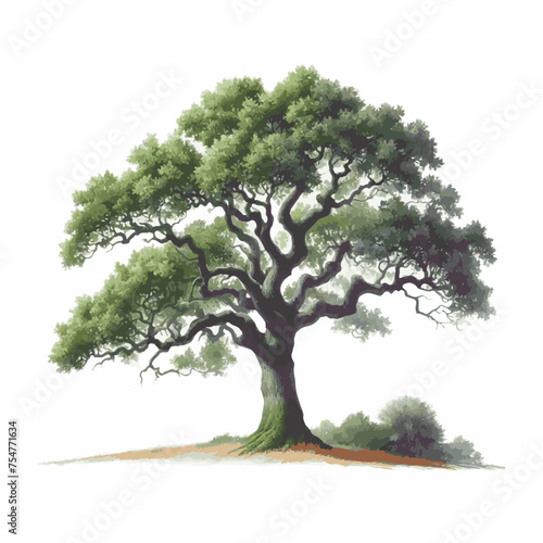 Oak.Deciduous tree.Watercolor illustration.White background