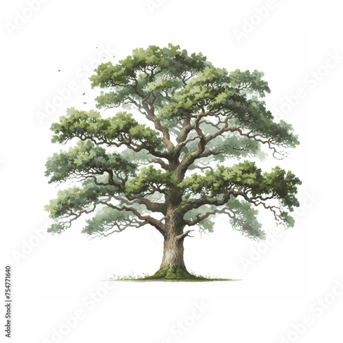 Oak.Deciduous tree.Watercolor illustration.White background