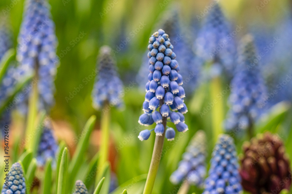 Muscari flower, subfamily Scylloids, Asparagaceae , Mallorca, Spain Muscari flower, subfamily Scylloids, Asparagaceae , Mallorca, Spain
