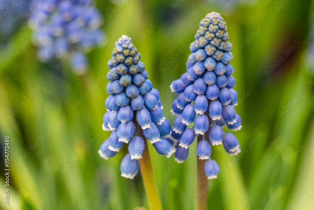 Muscari flower, subfamily Scylloids, Asparagaceae , Mallorca, Spain