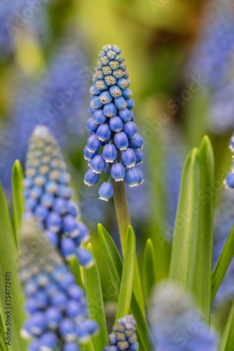 Muscari flower, subfamily Scylloids, Asparagaceae , Mallorca, Spain