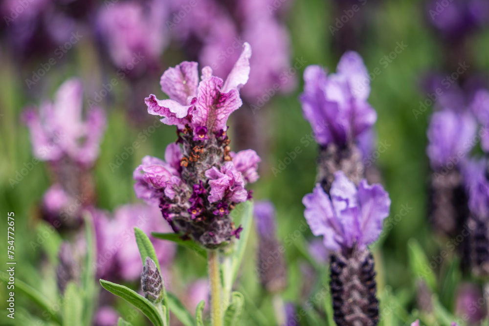 Obraz premium Lavandula stoechas, family of Lamiaceae, Mallorca, Spain