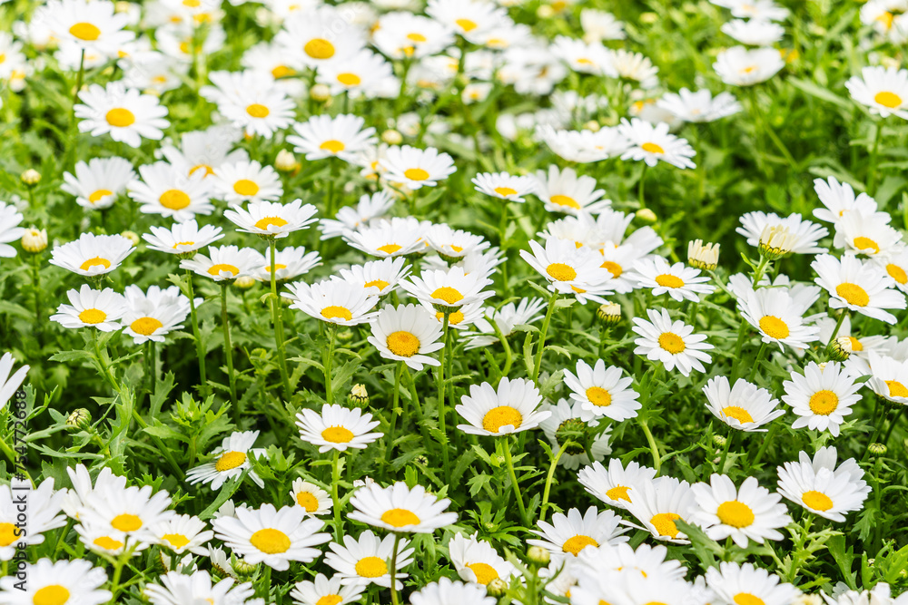 Fototapeta premium flowering daisy (Bellis perennis), Asteraceae family, Mallorca, Spain