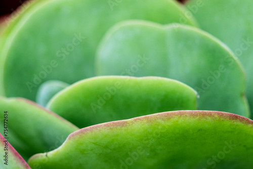 Wallpaper Mural Flapjacks, Kalanchoe spp., thyrsiflora , Mallorca, Spain Torontodigital.ca