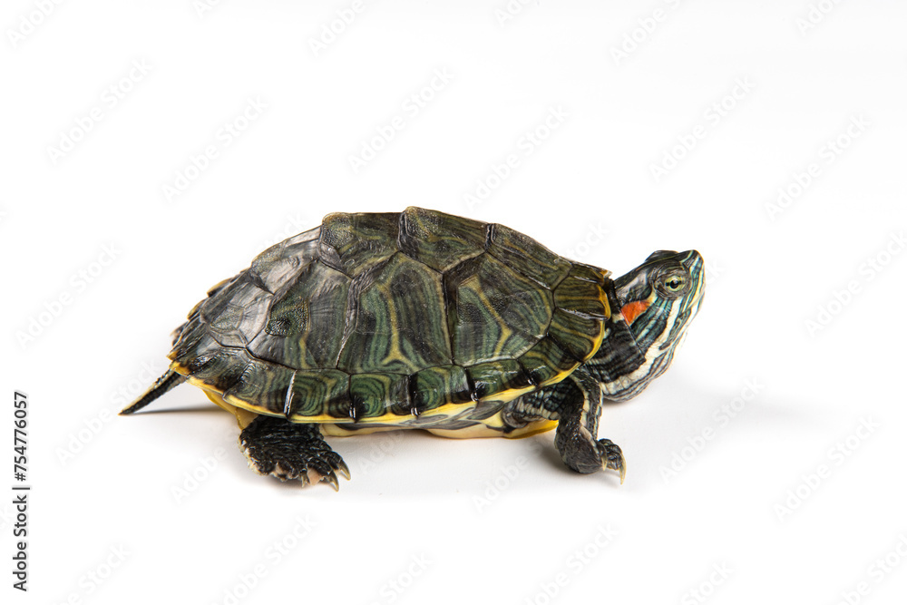 Obraz premium Red eared slider isolated on white background.