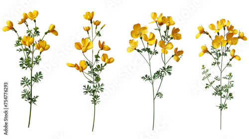 Bird's-foot Trefoil Collection: Vibrant Floral Designs in 3D Digital Art, Isolated on Transparent Background, Perfect for Botanical Decorations and Nature-themed Projects