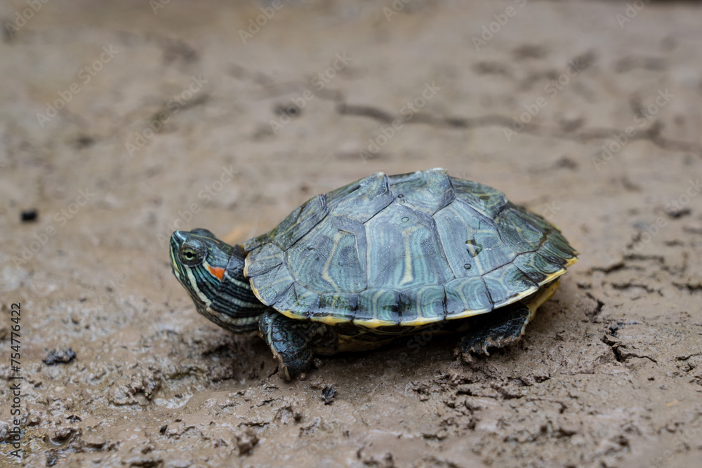 Red eared slider crawling on the ground Red eared slider crawling on the ground