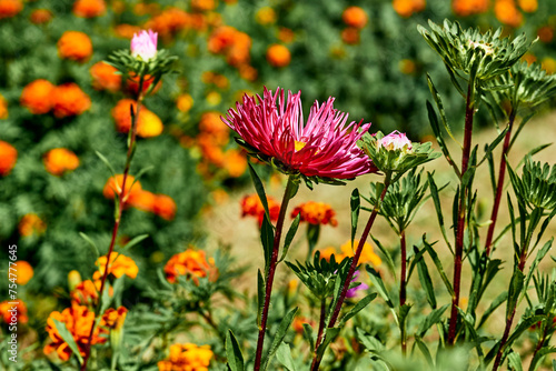 Fotografija Pink summer aster bush and bright orange marigolds
