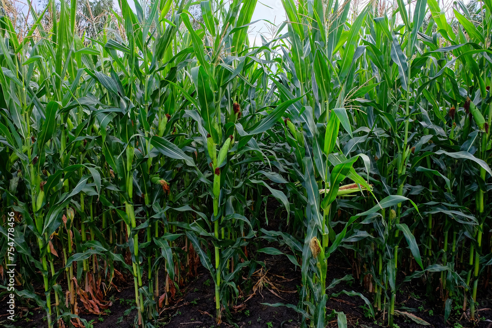 A close-up of green corn plants with visible soil. A close-up of green corn plants with visible soil.