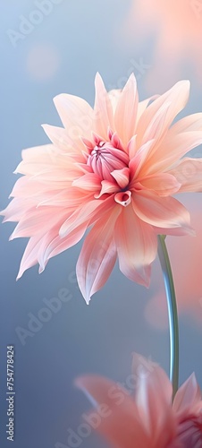 pink gerber daisy.Beautiful flower photos with a blur effect behind them.Soft blur pastel color bouquet background flowers.