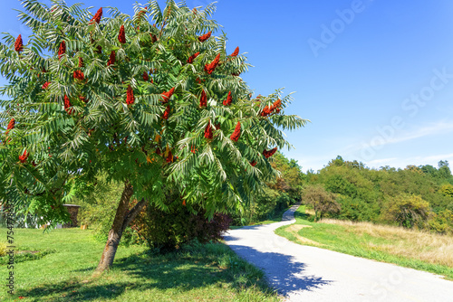 Beautiful blooming sumac tree. Deer-horned sumac, or Fluffy sumac, vinegar tree with red flowers on a rural road.