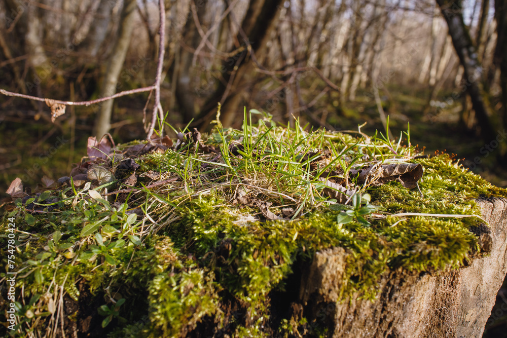 moss on the tree