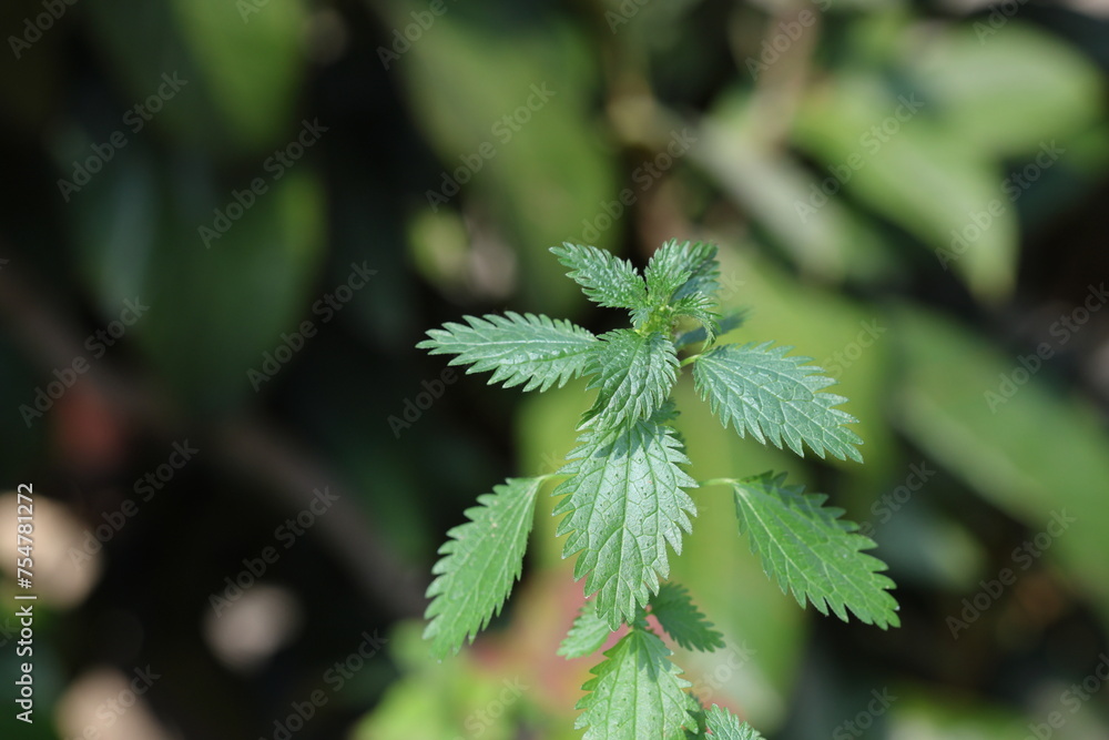 close up of nettle plant in spring close up of nettle plant in spring