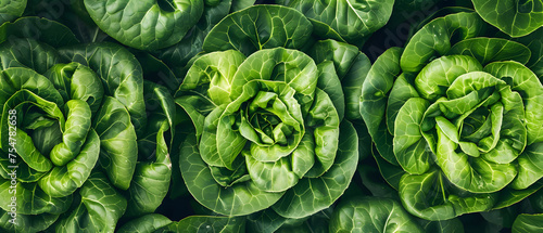 Crisp heads of leafy greens like butter lettuce and romaine thrive with their root balls submerged in circulating nutrient baths, each plant perfectly spaced to maximize sun exposure. Hearty root vege
