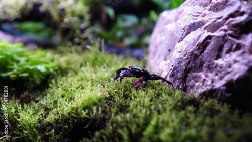 Vampire Crab Geosesarama Paludarium photo