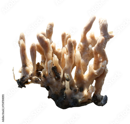 Marine sponges or coralline sponge with transparent image. photo