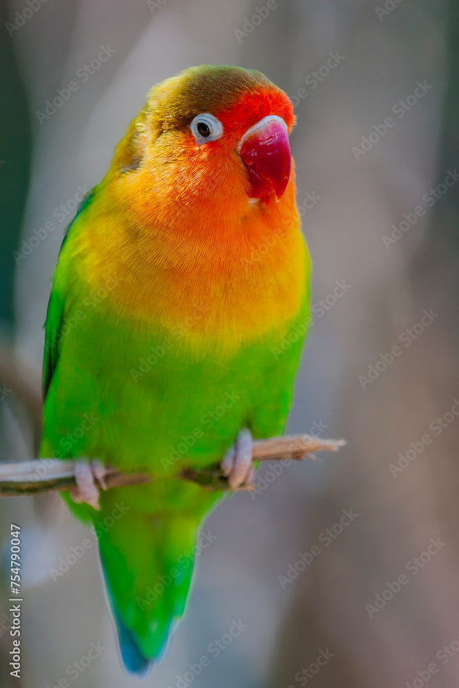 Close-Up portrait of Fischer's Lovebird, Agapornis fischeri in a zoo. Close-up of a yellow-orange and green Fischer's lovebird. - obrazy, fototapety, plakaty 