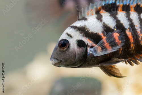 Fish with black stripes. Big beautiful nigrofasciata underwater. Pets in aquarium. Large fins, tail and scales. Cichlasoma nigrofasciatum. The convict cichlid fish Amatitlania nigrofasciata. photo