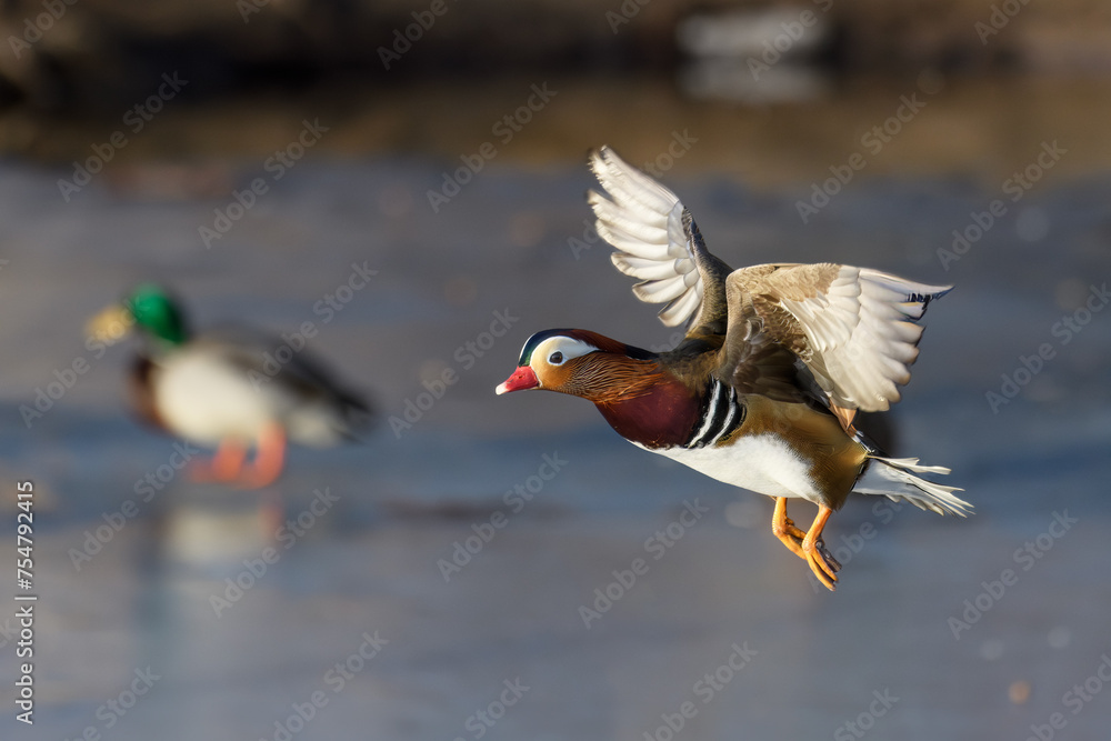Obraz premium Male Mandarin duck in flight at Tanto Stockholm