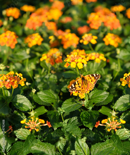 Summer background. beautiful butterfly on flowers of Lantana camara, natural floral backdrop. blossoming bright yellow-orange flowers of Lantana camara in garden