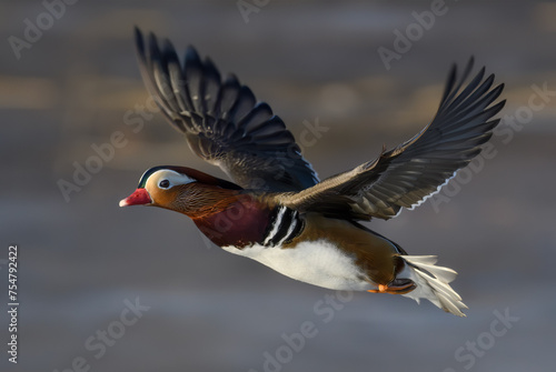 Male Mandarin duck in flight at Tanto Stockholm