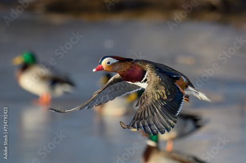 Photography Male Mandarin duck in flight at Tanto Stockholm