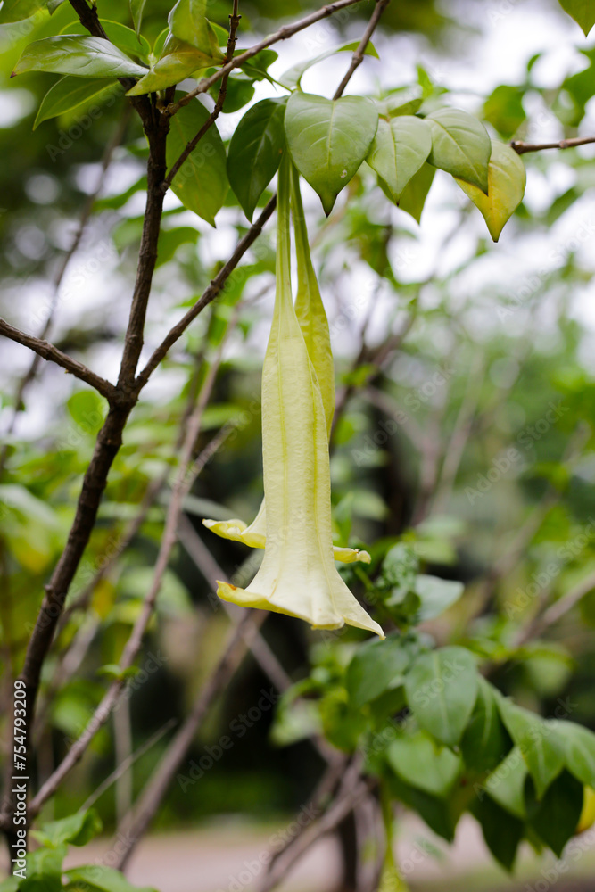 Cubanola domingensis flower on tree Cubanola domingensis flower on tree