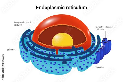 Endoplasmic Reticulum structure vector. Rough endoplasmic reticulum and Smooth endoplasmic reticulum.  photo