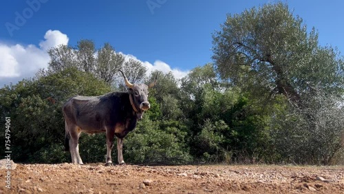 Podolica cow grazing freely, turning to face photo