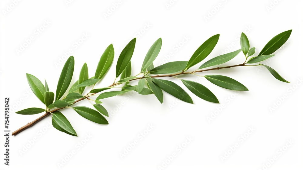 An olive tree branch with green leaves is showcased on a white background, complete with a clipping path.