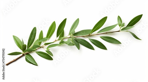 An olive tree branch with green leaves is showcased on a white background, complete with a clipping path.