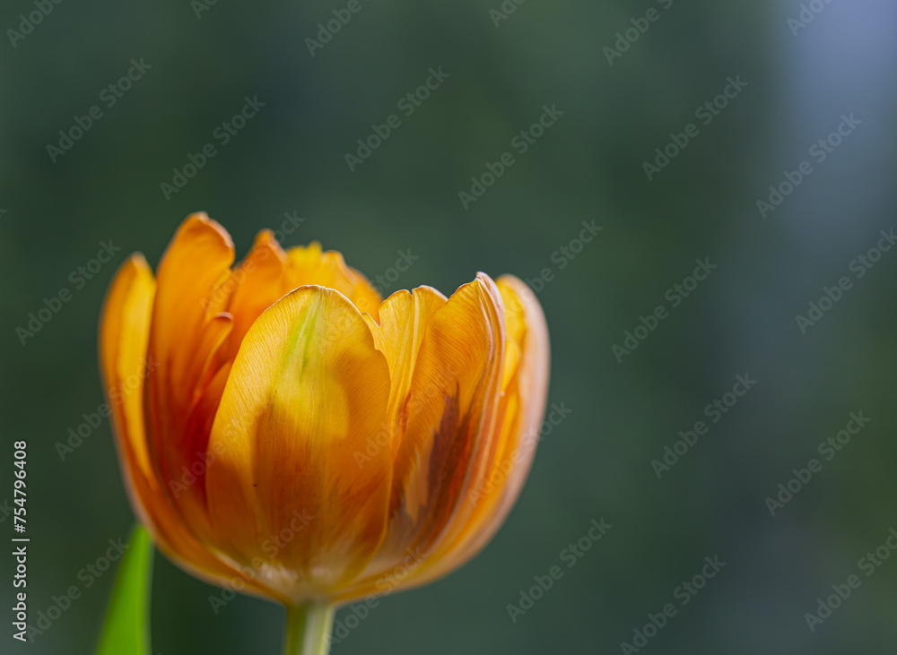 Naklejka premium Tulpen - Zeit für Frühling!