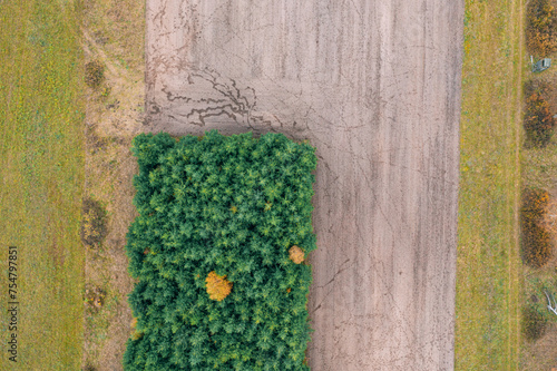 A field of green trees with a few yellow leaves scattered throughout.