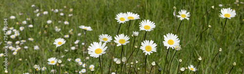 Billede på lærred Marguerites blanches dans une prairie