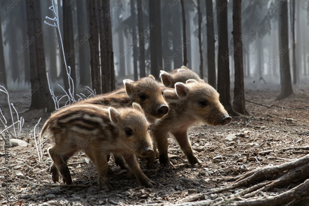 Vier einsame Frischlinge (Wildschweine) - obrazy, fototapety, plakaty 