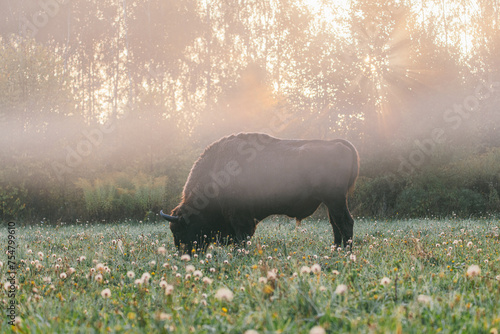 A large bison grazing in a field of tall grass.