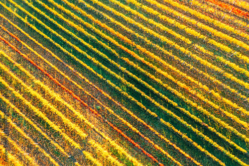 A field of crops with a yellow and orange hue, possibly corn.