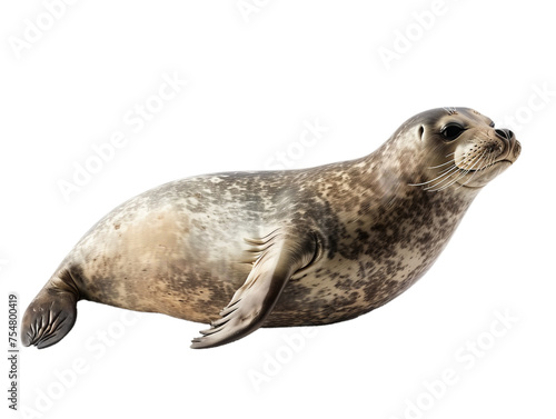 seal cutout isolated on transparent png background  © Christopher
