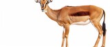  a gazelle standing in front of a white background with a brown and white stripe on it's head.