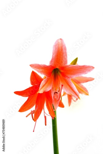 orange flower of Striped Barbados lily on white background, Hippeastrum striatum