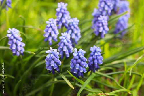 spring blue hyacinths in green grass