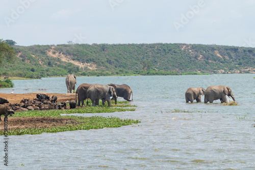 Photography herd of elephants