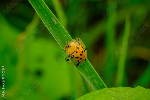 portrait of a yellow beetle clinging to green leaves 