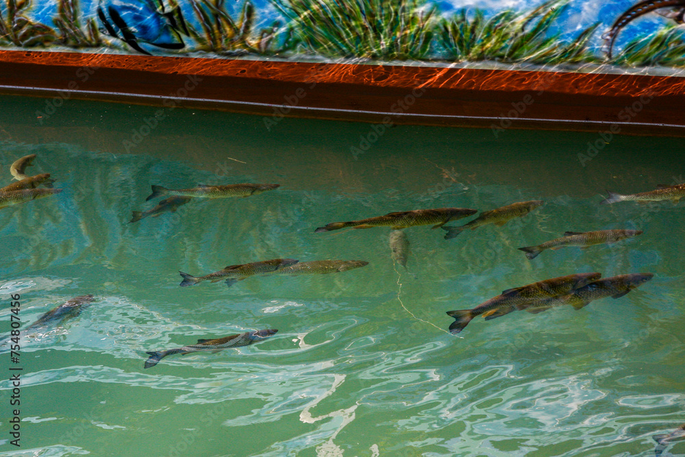 Obraz premium Rhine Falls, Schaffhausen, Switzerland