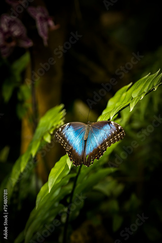 mariposa morpho azul con grandes alas azules desplegadas sobre una gran hoja verde en un jardín