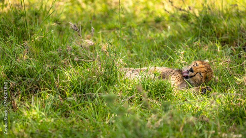 A cheetah cub ( Acinonyx Jubatus) enjoying the golden light of the morning sun, Olare Motorogi Conservancy, Kenya.